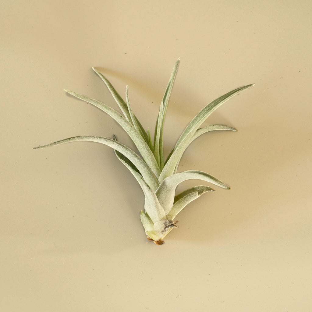 air plant harrisii Tillandsia Air Plant Harrisii