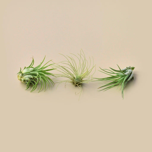 ionantha guatemala air plant care 3 Small Tillandsia Air Plant Pack | Ionantha Guatemala | Kolby | Air Plant