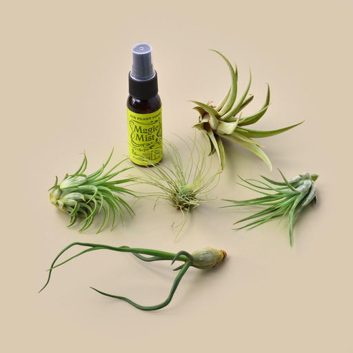liquid air plant 5 Tillandsia Air Plant Pack with Fertilizer Spray