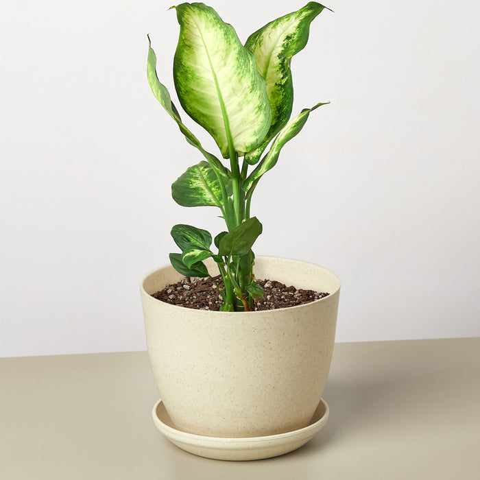 camilee dieffenbachia Dieffenbachia Camille | Indoor Plant | Tropical Plant | Potted Plant