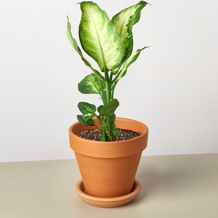camille indoor plant Dieffenbachia Camille