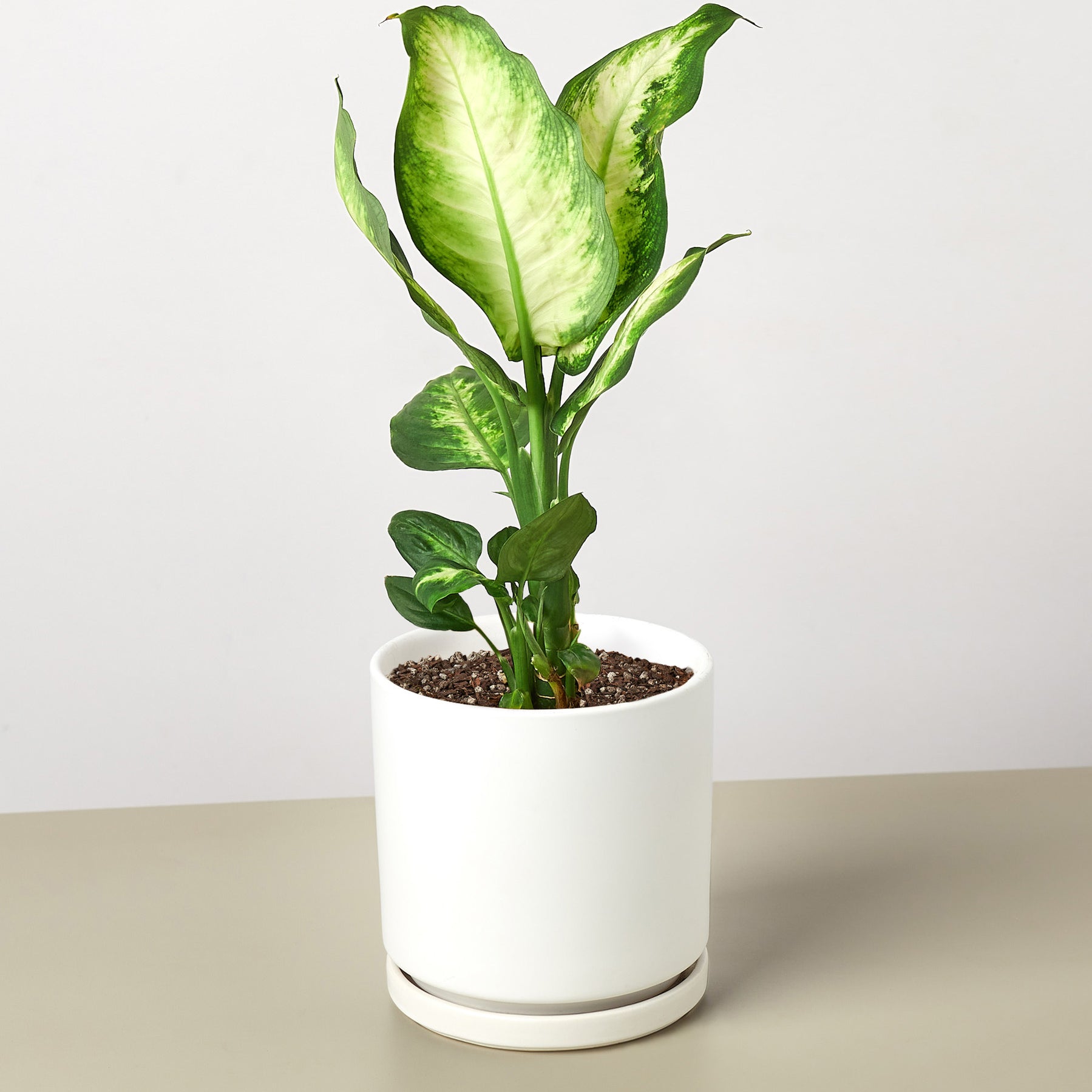 Dieffenbachia Camille 'Dumb Cane' | Indoor Plant | Tropical Plant ...