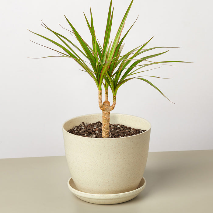 mini dracaena plant Dracaena 'Marginata Cane' | Indoor Plant | Tropical Plant | Potted Plant