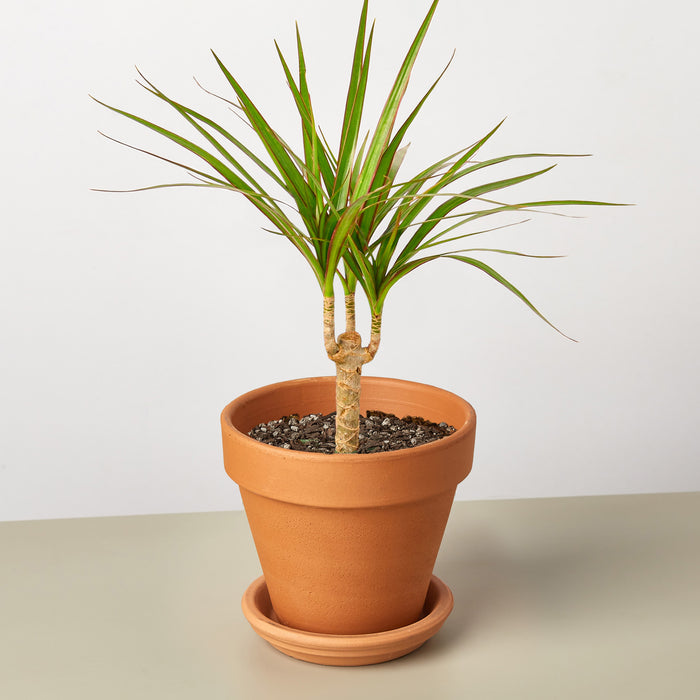 tall house plants dracaena Dracaena 'Marginata Cane' | Indoor Plant | Tropical Plant | Potted Plant