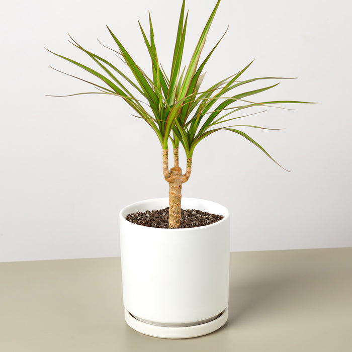 dracaena mar plant Dracaena 'Marginata Cane' | Indoor Plant | Tropical Plant | Potted Plant