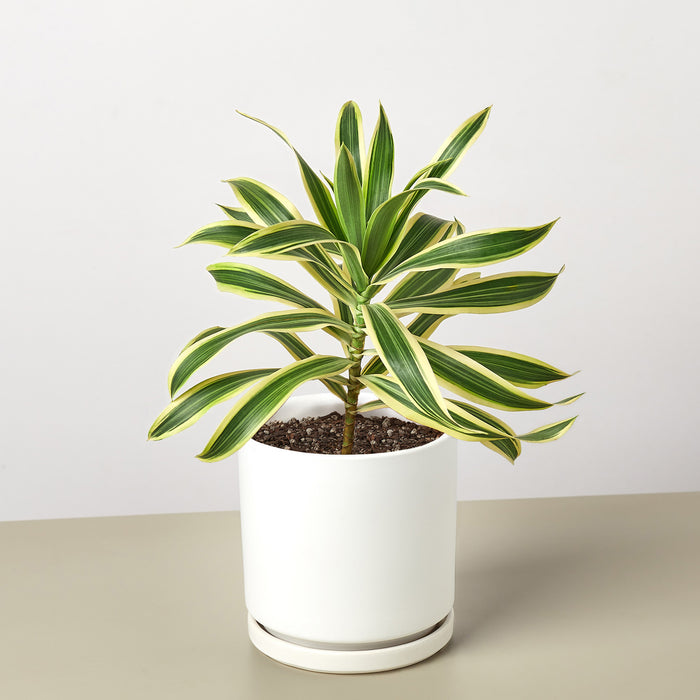 potted song of india plant Dracaena Song of India | Indoor Plant | Tropical Plant | Potted Plant