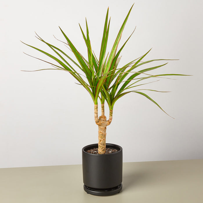 dracaena plant indoor Dracaena 'Marginata Cane' | Indoor Plant | Tropical Plant | Potted Plant