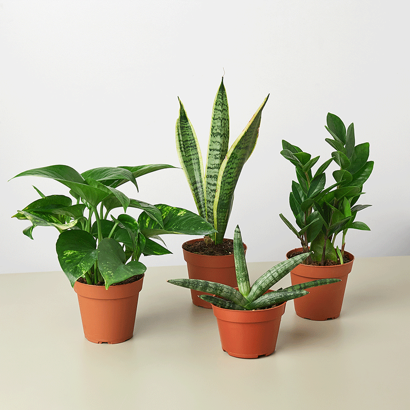 large house plants easy care Easy Care Variety Bundle