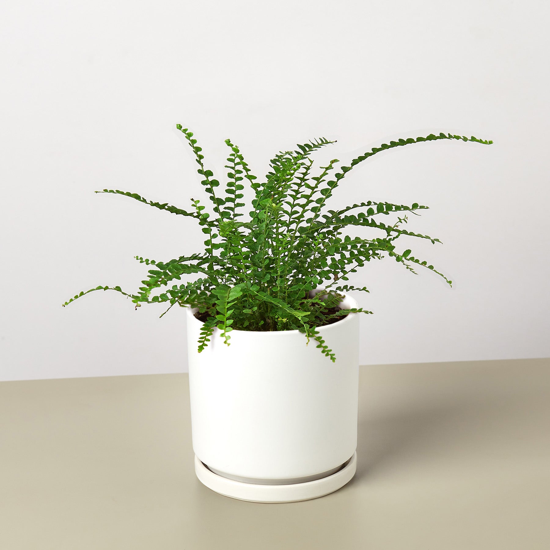 Lemon Button Fern