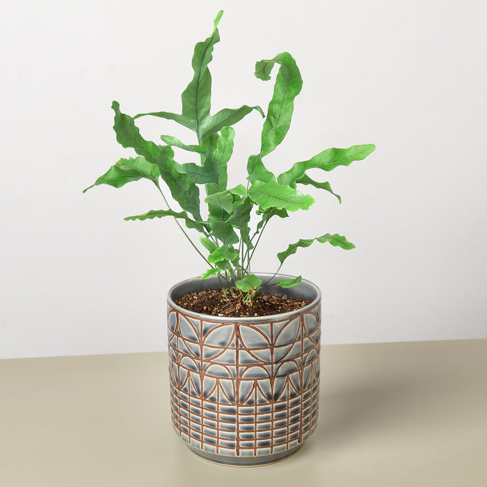 blue fern indoor plant Fern 'Blue Star'