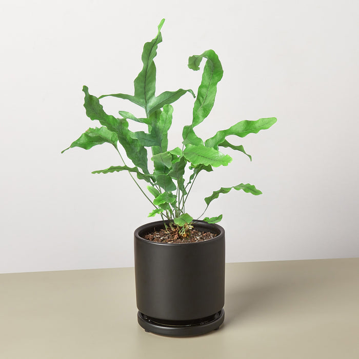 blue star fern for sale Fern 'Blue Star'