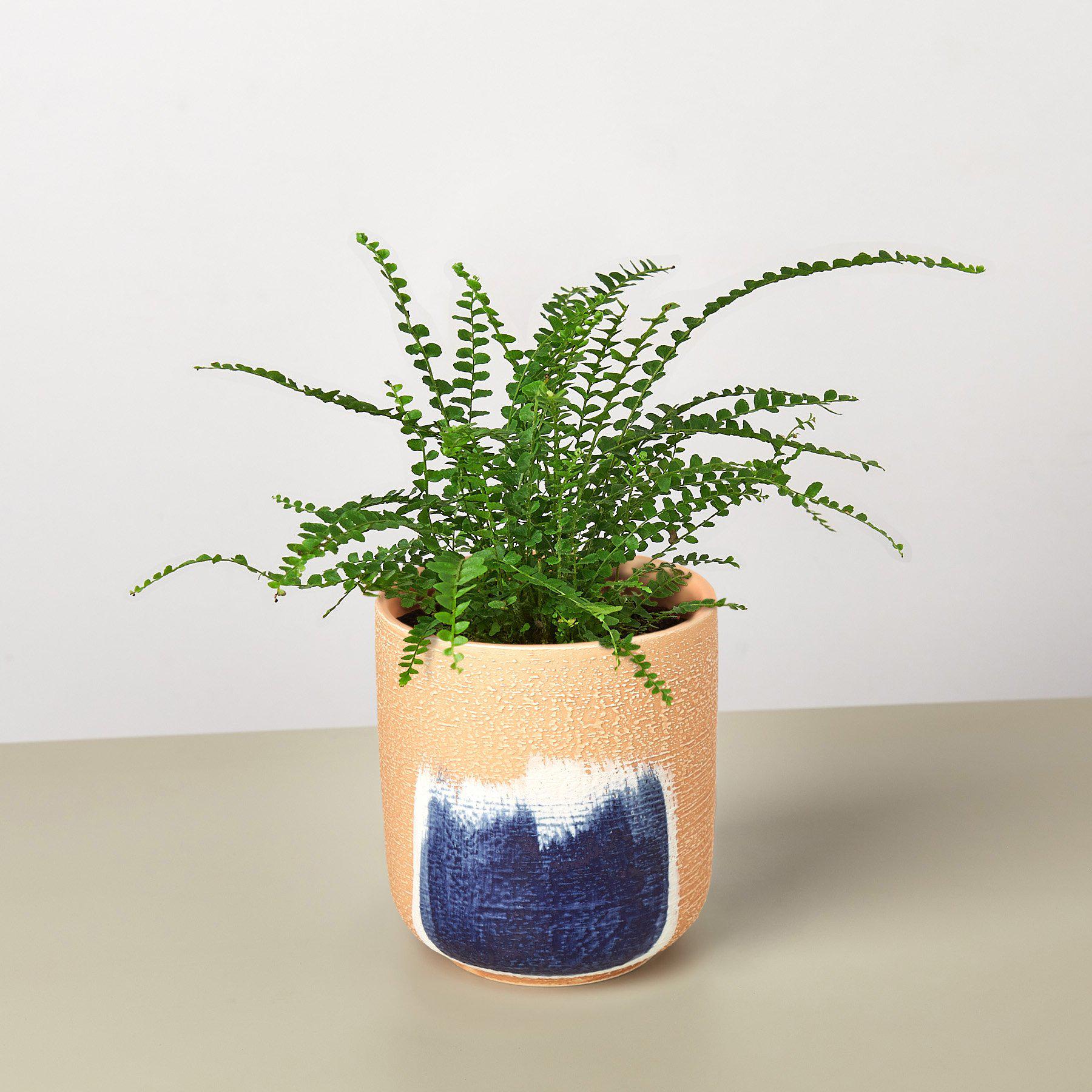 Lemon Button Fern - House Plant Shop