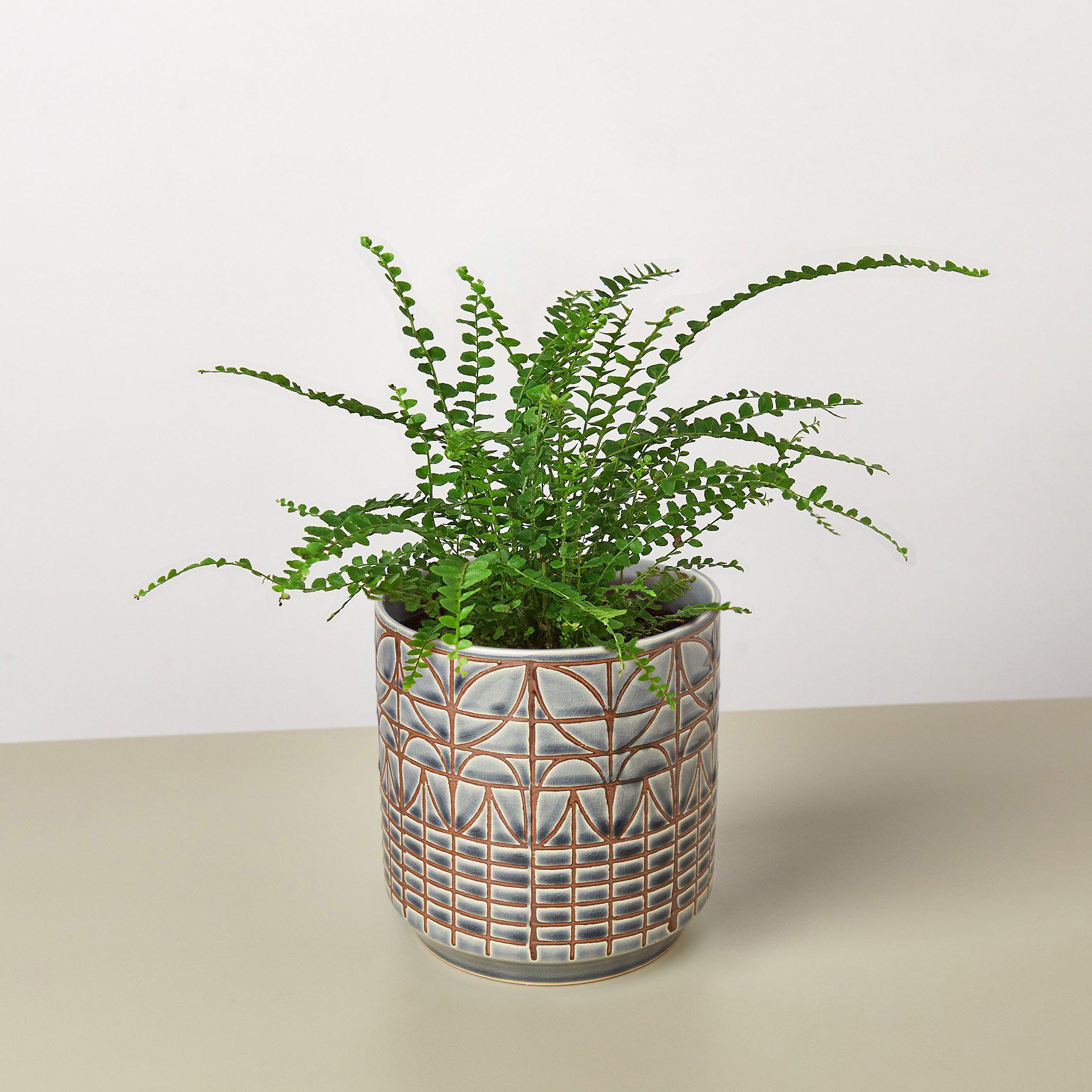 Lemon Button Fern - House Plant Shop