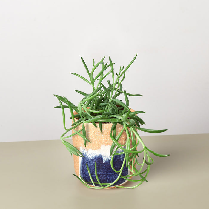 seaweed looking succulent Succulent Senecio Succulent 'Fish Hooks' | Indoor Plant | Tropical Plant | Potted Plant