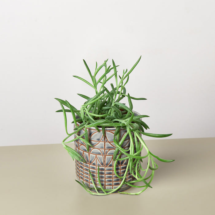 succulent fish hook plant Succulent Senecio Succulent 'Fish Hooks'