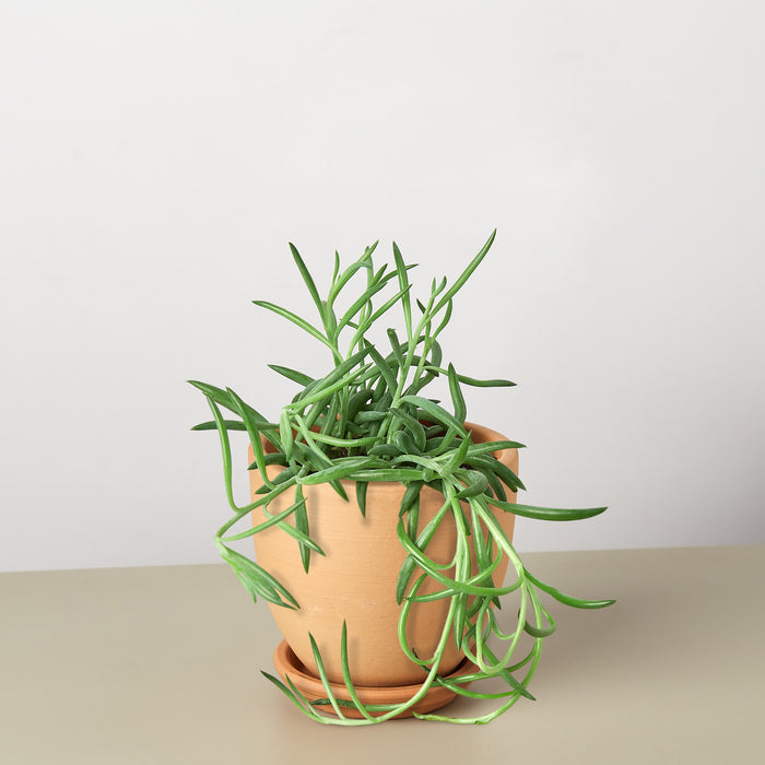 fish succulent Succulent Senecio Succulent 'Fish Hooks'