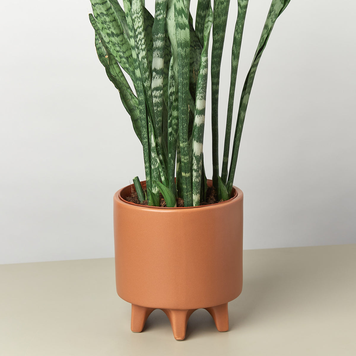 6.5 diameter plant pot Stone Footed Planter - 6.5 Inch | Indoor Plant | Tropical Plant | Potted Plant
