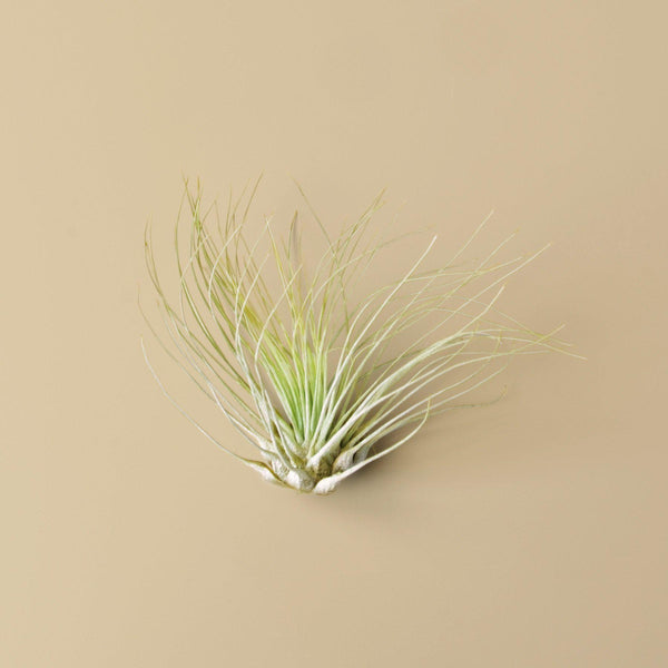 fuchsii air plant care Tillandsia Air Plant Fuchsii