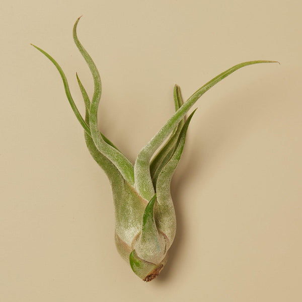Tillandsia Air Plant Caput-Medusae | Ionantha | Tropical plants