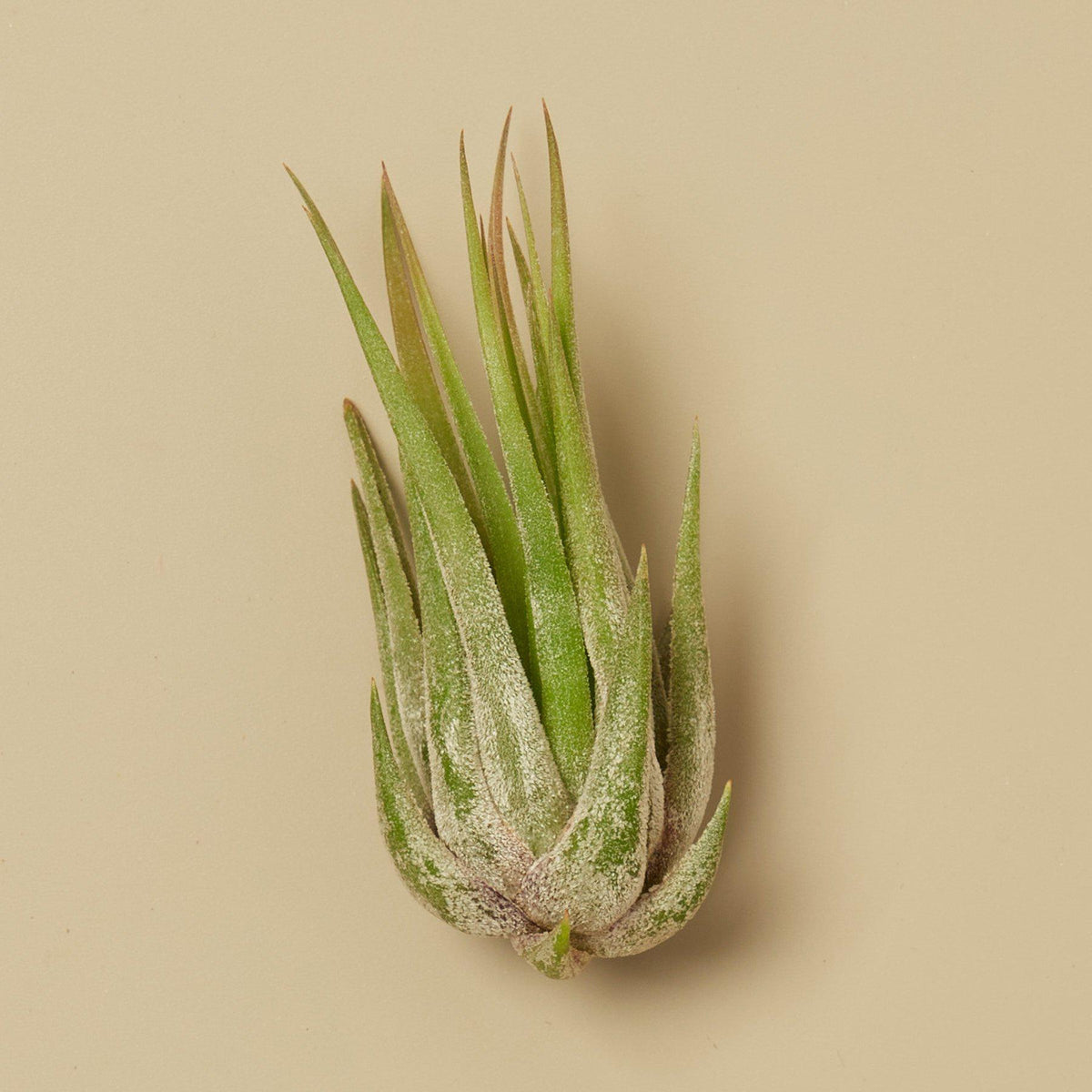 kolbii air plant Tillandsia Air Plant Kolby