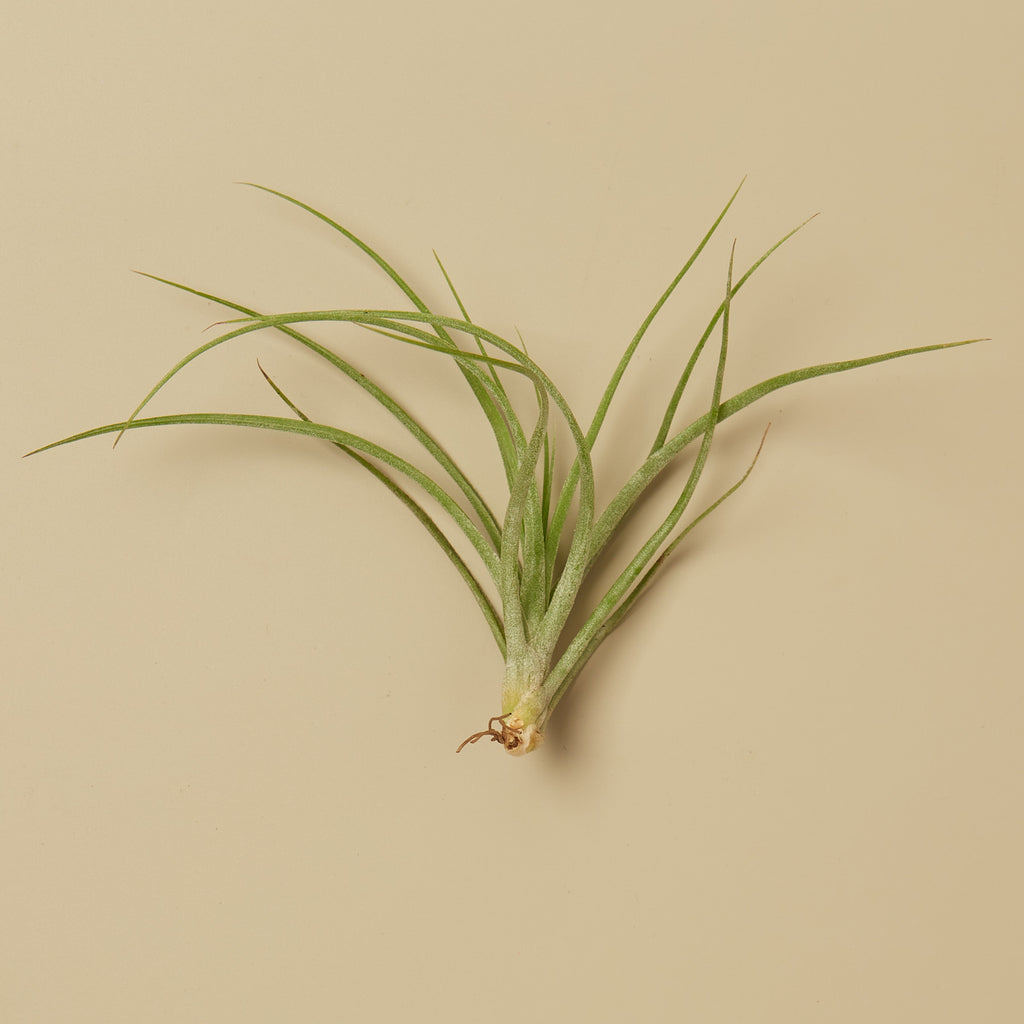 tillandsia stricta air plant Tillandsia Air Plant Stricta
