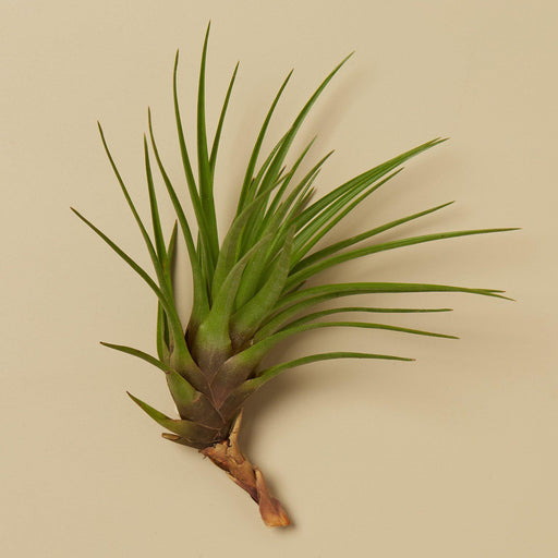 tricolor air plant Tillandsia Tricolor Air Plant - Easy Care - Great in Terrariums - Air Filtering - Vibrant Fun Unique Decor or Gift