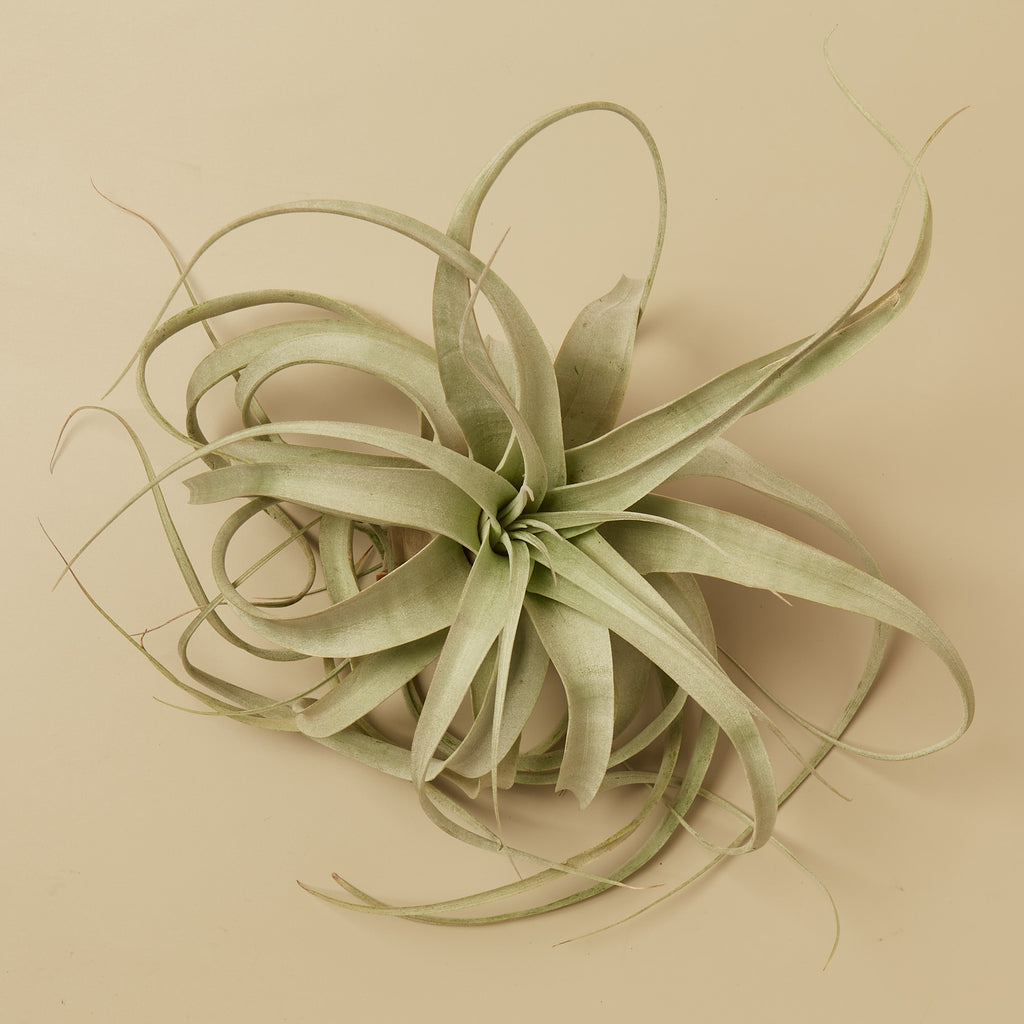 largest air plant Giant Air Plant Xerographica - Huge (4-6 Inches Wide) - Live House Plant