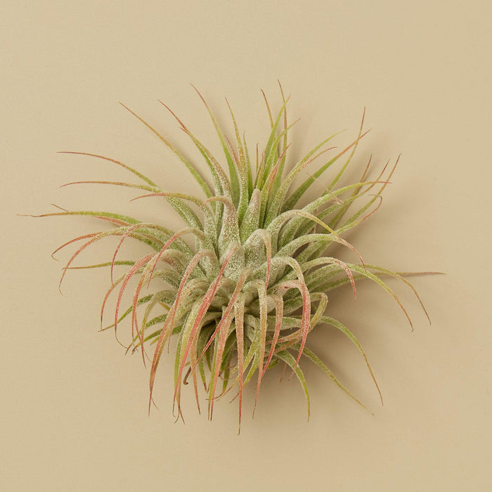 ionantha guatemala tillandsia air plant 3 Ionantha Guatemala Air Plants