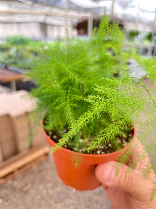 asparagus fern potted plant Fern 'Asparagus' | Indoor Plant | Tropical Plant | Potted Plant