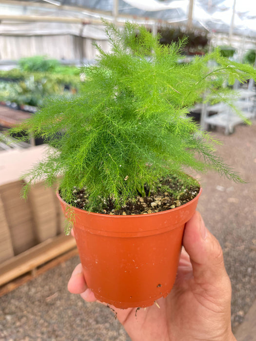 asparagus setaceus hanging fern plant Fern 'Asparagus' | Indoor Plant | Tropical Plant | Potted Plant