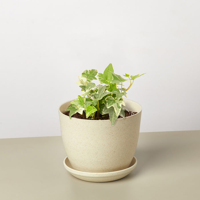 buy indoor ivy plant English Ivy 'Glacier' | Indoor Plant | Tropical Plant | Potted Plant