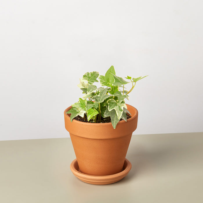 english ivy pot plant English Ivy 'Glacier'