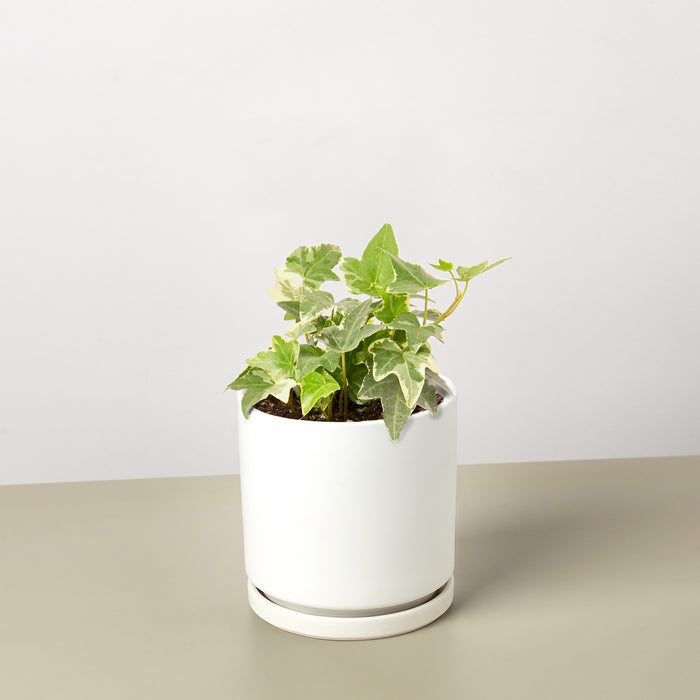 ivory plant pots English Ivy 'Glacier' | Indoor Plant | Tropical Plant | Potted Plant