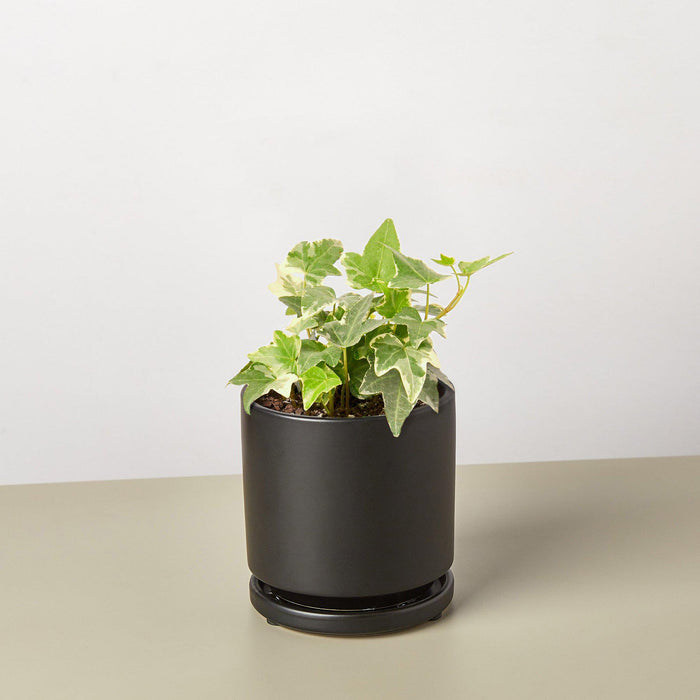 indoor ivy plants for sale English Ivy 'Glacier' | Indoor Plant | Tropical Plant | Potted Plant