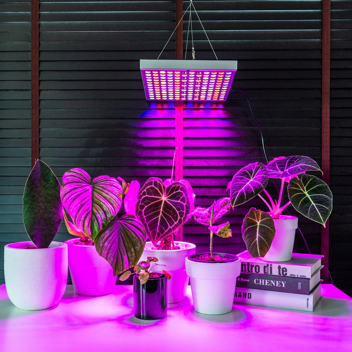plant grow light colors Brite Labs - Gaze Grow Light | Indoor Plant | Tropical Plant