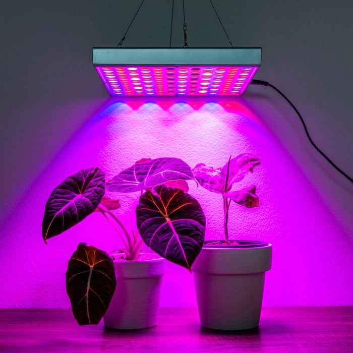 benji plant grow light Brite Labs - Gaze Grow Light | Indoor Plant | Tropical Plant