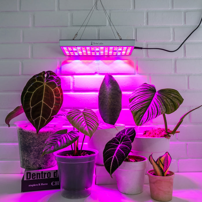plant grow light near me Brite Labs