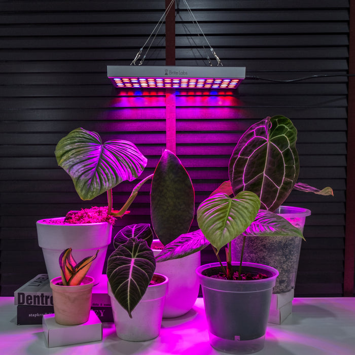 plant grow lights target Brite Labs - Gaze Grow Light | Indoor Plant | Tropical Plant