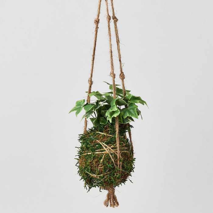 hanging kokedama plants Kokedama Moss Ball Hanging Plant | Indoor Plant | Potted Plant
