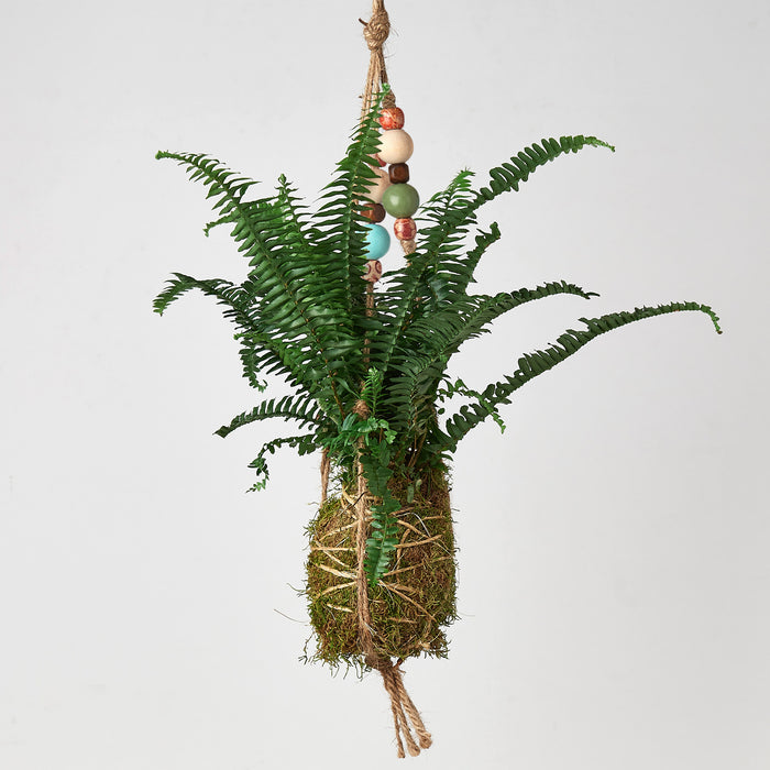 bead hanging plant Bead Kokedama Moss Ball Hanging Plant | Indoor Plant | Tropical Plant