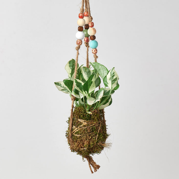 hanging plant that looks like beads Bead Kokedama Moss Ball Hanging Plant | Indoor Plant | Tropical Plant