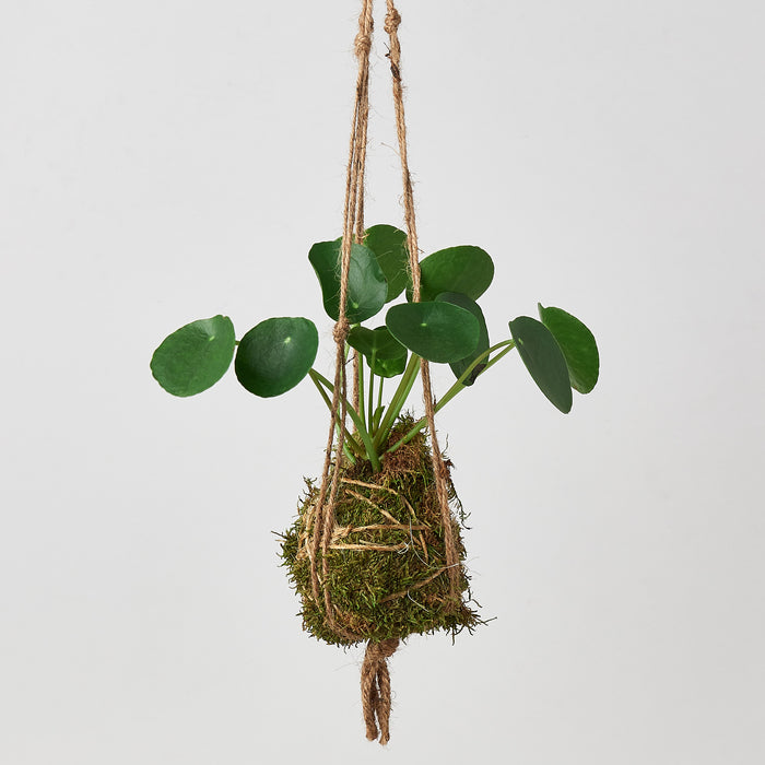 japanese hanging plants Kokedama Moss Ball Hanging Plant | Indoor Plant | Potted Plant