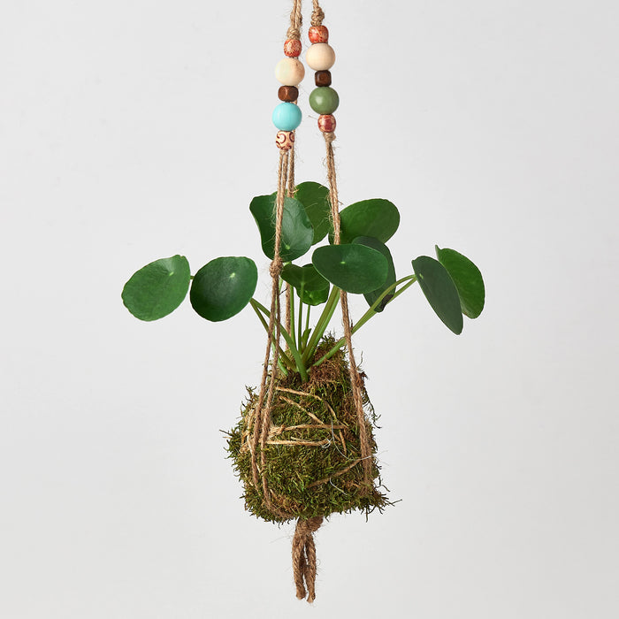 hanging plant that looks like beads Bead Kokedama Moss Ball Hanging Plant | Indoor Plant | Tropical Plant