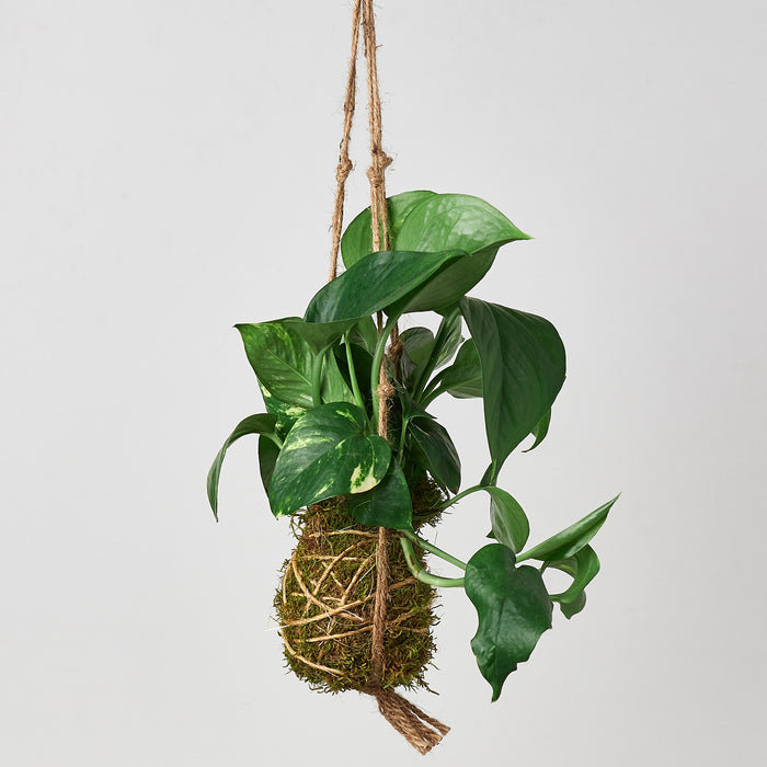 japanese hanging plant balls Kokedama Moss Ball Hanging Plant | Indoor Plant | Potted Plant