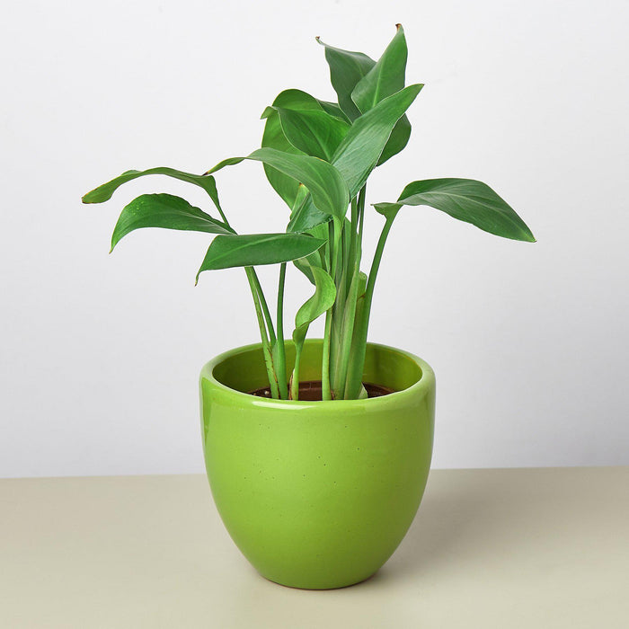 planter for house plant Liberty Bell Planter — House Plant Shop
