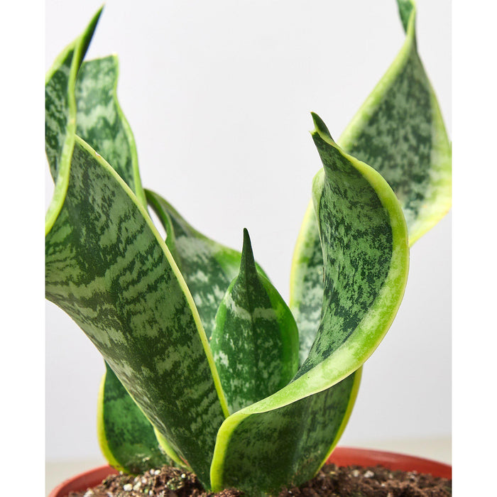 garden plastic snake twist vine plant Snake Plant 'Twist'