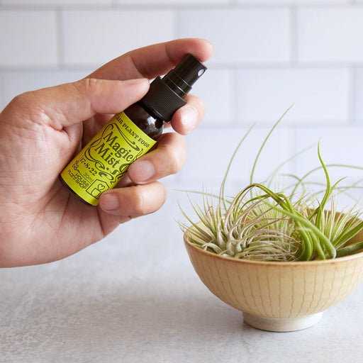 homemade air plant fertilizer Tillandsia Air Plants Fertilizer - 2oz