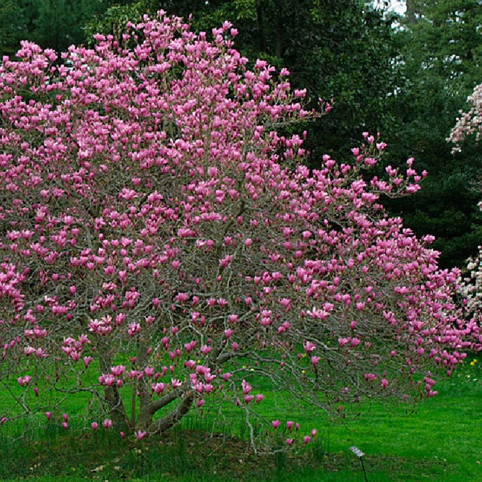 Ann Magnolia | Flowering Tree by Growing Home Farms