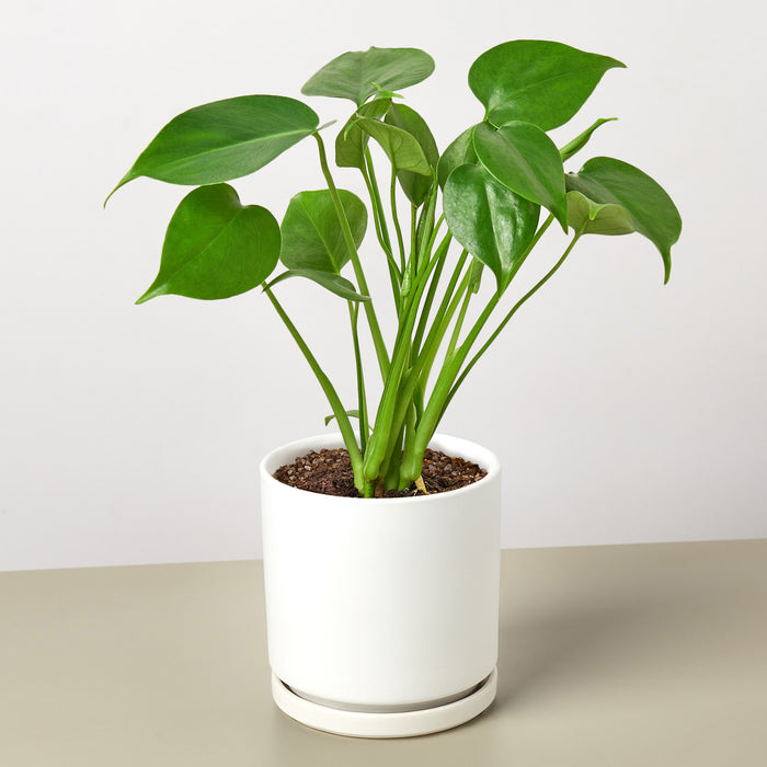 monstera plant vs philodendron Monstera 'Split-Leaf'