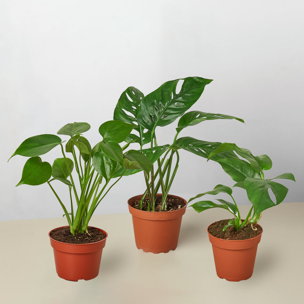 Monstera Bundle | Indoor Plant | Tropical Plant | Potted Plant